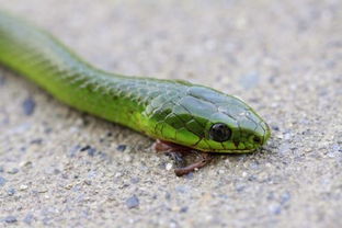 夢見一條青蛇是什么預兆