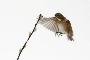 夢見大青蛇是什么預兆