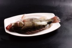 桂魚和鮭魚有什么不同