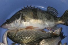 桂魚是海魚還是淡水魚