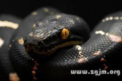 夢見黑色大蟒蛇是什么意思