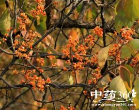 東北爬山虎是什么