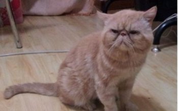 沒有毛的貓叫什么