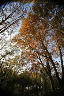 濟(jì)南的冬天冷嗎