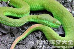 夢到青蛇是什么意思