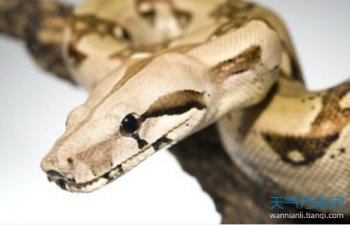 女人夢見蟒蛇什么預兆