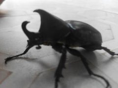 十幾萬一只的獨角仙有嗎