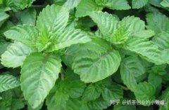 燒仙草是什么植物