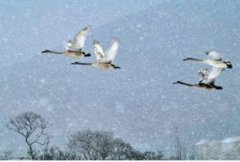 燕雀安知鴻鵠之志是誰說的