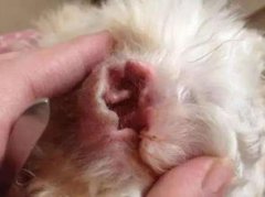 狗怎么斷定的耳螨了