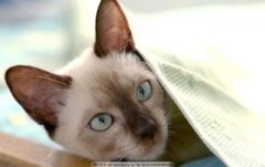 貓叫不出聲音怎么回事