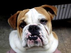 貓和老鼠里面的狗什么品種