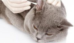 貓咪有耳螨怎么辦