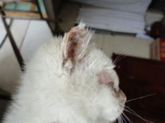 貓耳螨會傳染其他貓嗎