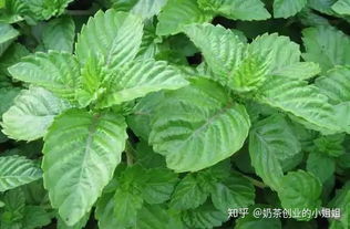 燒仙草是什么植物