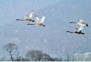 燕雀安知鴻鵠之志是誰說的