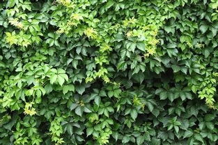 爬山虎怎么種植