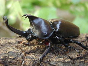 獨角仙會咬人嗎