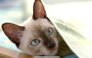 貓叫不出聲音怎么回事