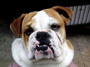 貓和老鼠里面的狗什么品種