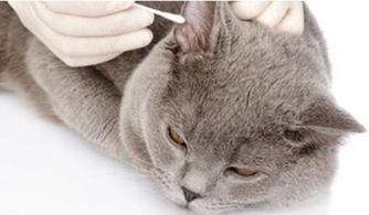 貓咪有耳螨怎么辦