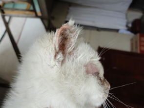 貓耳螨會傳染其他貓嗎