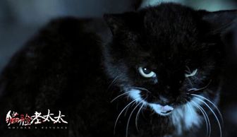 貓臉老太太真有此事嗎