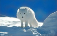 白狐貍可以養嗎