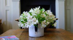 盆栽小雛菊怎么養(yǎng)