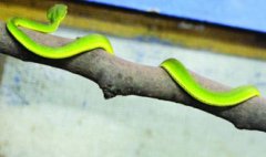 看見竹葉青蛇是什么預(yù)兆