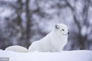 白狐女人有什么意思