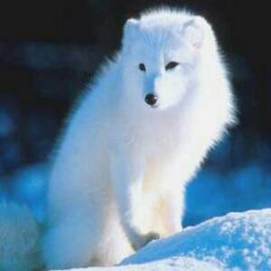 白狐女人有什么意思