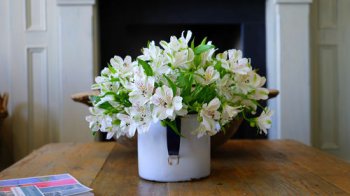 盆栽小雛菊怎么養