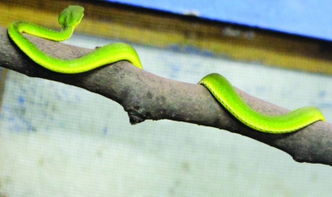 看見竹葉青蛇是什么預(yù)兆