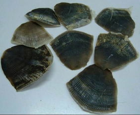 穿山甲多少一克