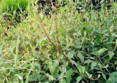 種植牛膝畝產(chǎn)多少