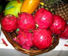 紅心火龍果是轉基因水果嗎