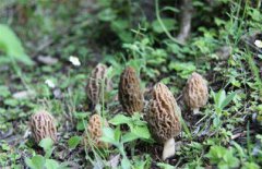 羊肚菌什么時候生長