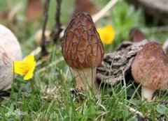 羊肚菌適合在哪里生長