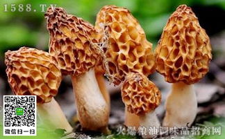 羊肚菌好種植嗎