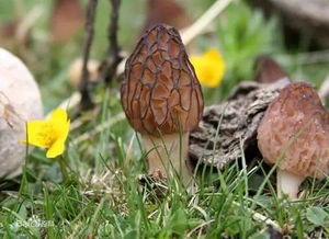 羊肚菌適合在哪里生長