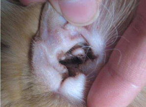 耳螨是怎么引起的