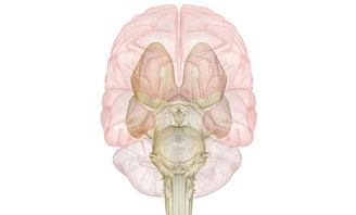 腦卒中和腦梗塞有什么不同