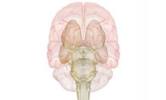腦卒中和腦梗塞有什么不同