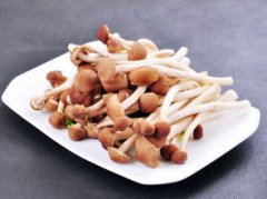 茶樹(shù)菇是發(fā)物嗎