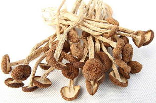 茶樹菇開傘好還是不開傘好