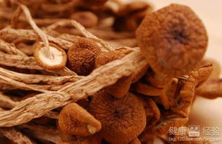 茶樹菇長(zhǎng)在什么地方