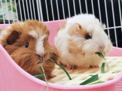 荷蘭豬好養(yǎng)嗎