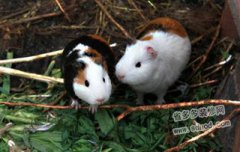 荷蘭豬壽命有多長