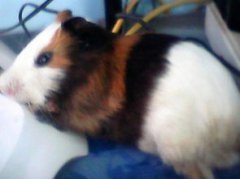 荷蘭豬的叫聲代表什么